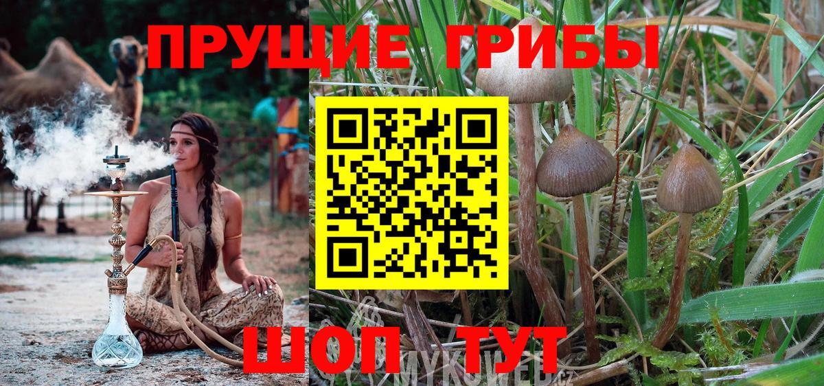 Псилоцибиновые грибы мицелий  Вход с VPN  Кимовск 
